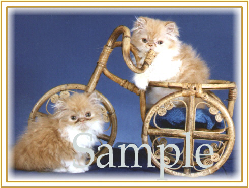 CATN10.jpg